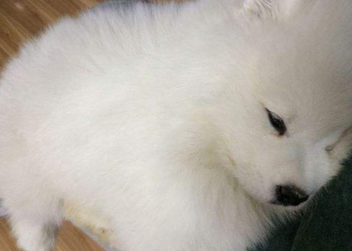 犬瘟症状前兆,出现这些情况要注意了