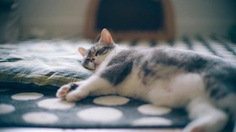 猫不吃不喝能活几天,都是熬出来的