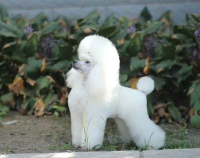 贵宾犬反胃呕吐怎么办?搞清楚具体原因很重要