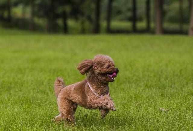 贵宾犬牙龈发黑是怎么回事?不排除有以下的可能性