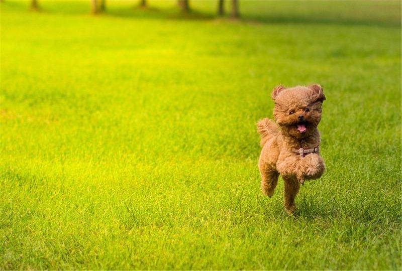 贵宾犬牙齿松动怎么办?这些处理的办法可以看看