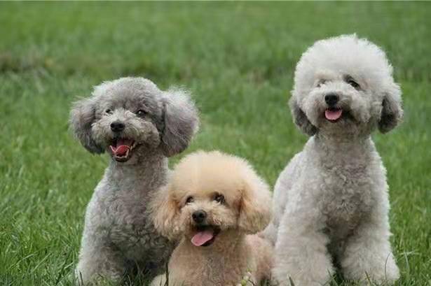 贵宾犬皮肤病能自愈吗?这个就要视情况来判断了
