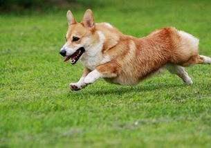 如何训练柯基犬