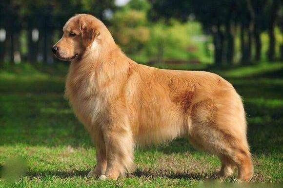 金毛寻回犬掉毛程度,这些说法并不夸张