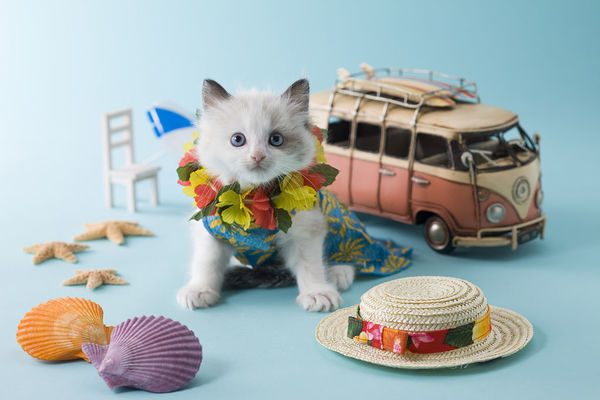 猫咪为什么到处拉尿?