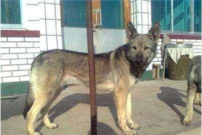 怎样训练狼青犬