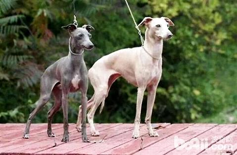 格力犬多少钱一只?格力犬价格
