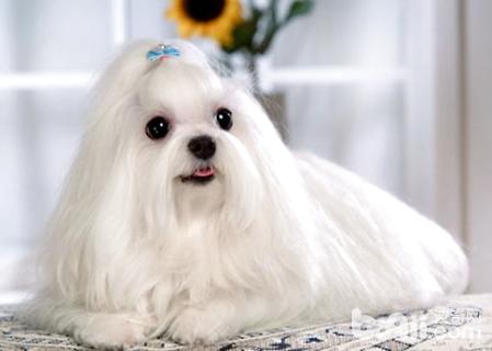 马耳他犬多少钱?马耳他犬价格