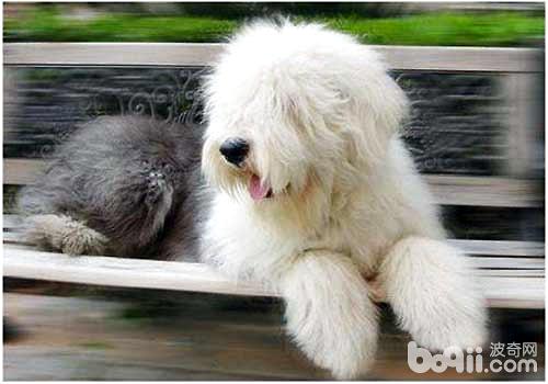 古代牧羊犬市场价格?多少钱一只?