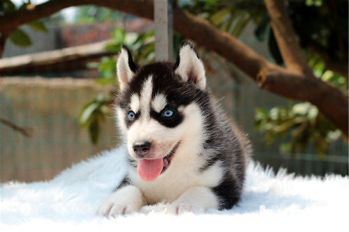 如何让幼犬哈士奇适应新家 