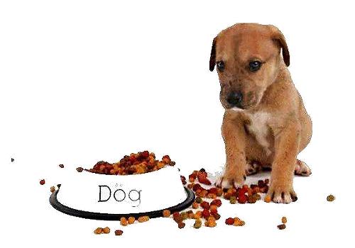 狗狗不吃饭的原因以及解决办法