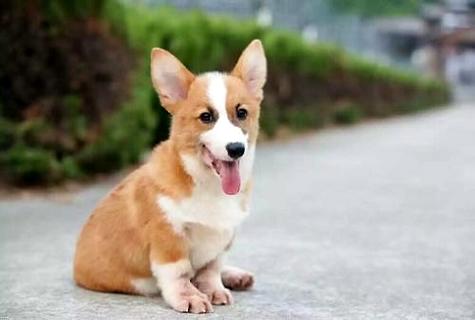 柯基犬多少钱一只? 这三方面会影响其价格