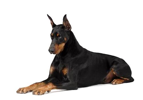 杜宾犬一只多少钱?怎么挑选好的杜宾犬?