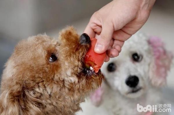 训练狗狗养成良好饮食习惯的方法有哪些?