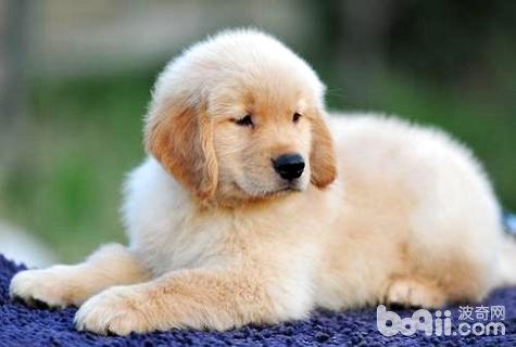 幼犬晚上一直叫怎么办?幼犬晚上一直叫