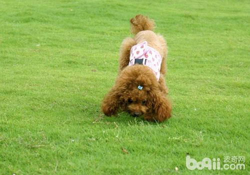 不能忽视的贵宾犬缺钙 