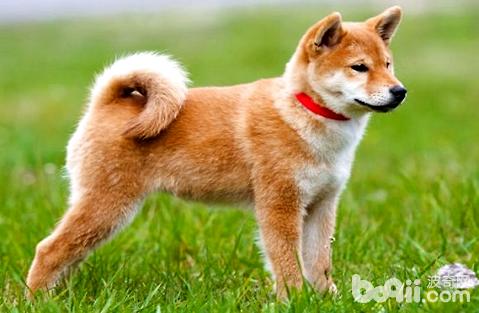 为什么听说国内禁养柴犬和秋田犬?