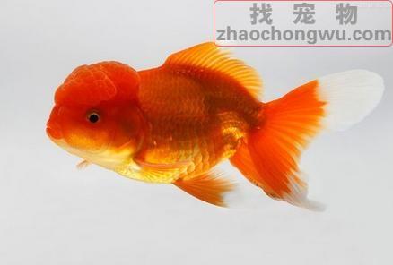 金鱼喂食时间,活食更有利于金鱼成长