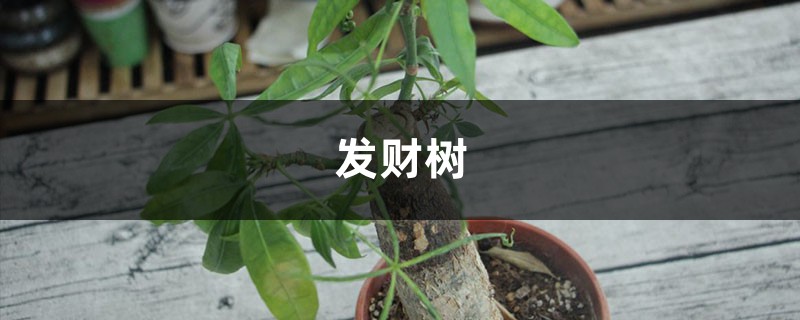 发财树茶花...发黄掉叶子，小心直接死翘翘！ 