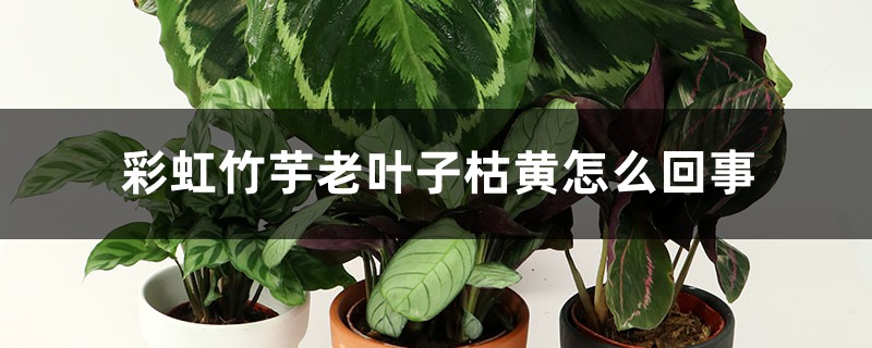 彩虹竹芋老叶子枯黄怎么回事 