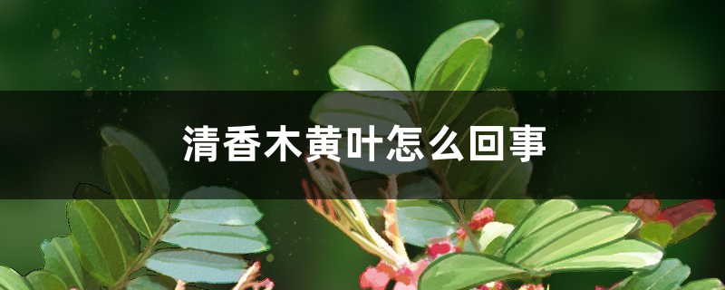 清香木黄叶怎么回事 