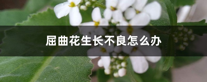 屈曲花生长不良怎么办 