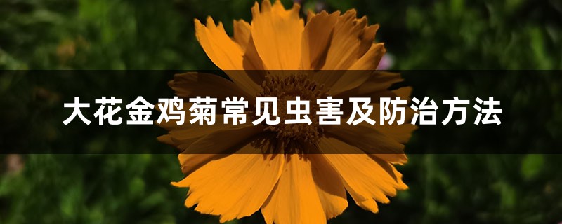 大花金鸡菊常见虫害及防治方法 